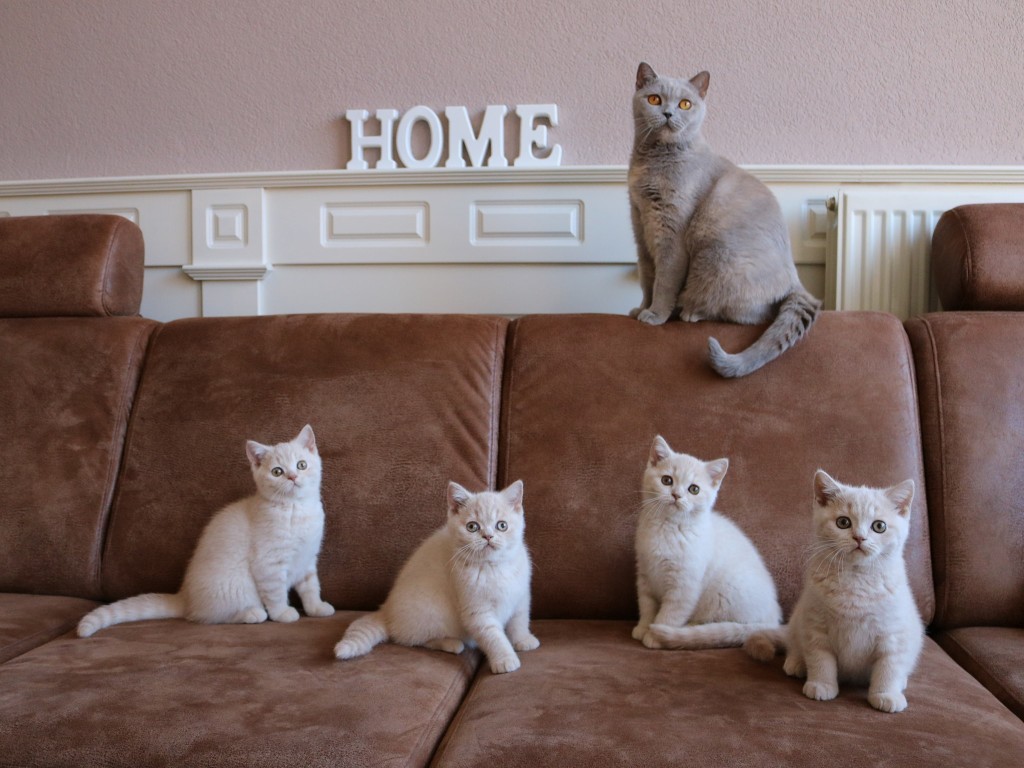 Nest E - 11,5 week oud