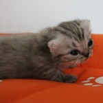 Kitten Nest F