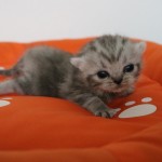 Kitten Nest F