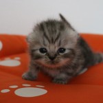 Kitten Nest F