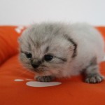 Kitten Nest F