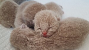 Kitten nest G