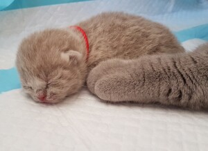 Kitten nest G
