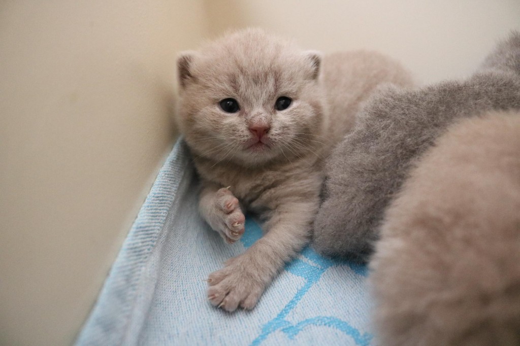 Best Catch Got2B Benthe