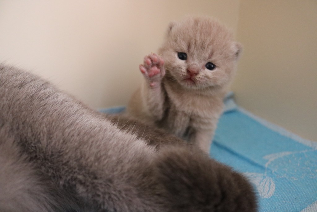 Best Catch Golden Guy Lio