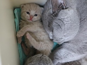 Best Catch Glitter Fien