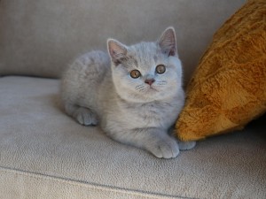 Best Catch Golden Guy Lio