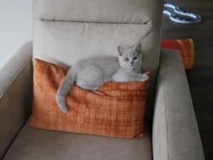 Best Catch Glitter Fien