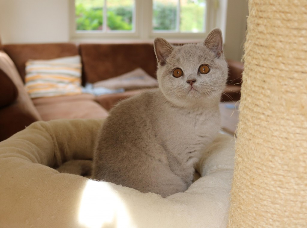 Best Catch Got2B Benthe