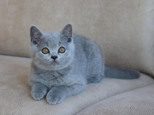 Best Catch Gorgeous Lux