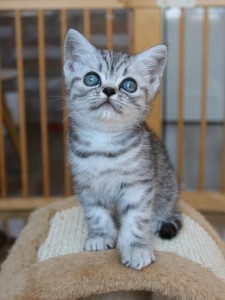 Best Catch Hailey Babs