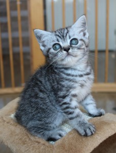 Best Catch Hind Sammie