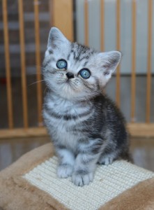 Best Catch Hope Moos