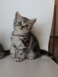 Best Catch Harvey Binky