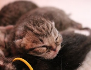 Kitten H nestje