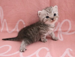 Best Catch Hailey Babs