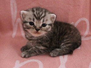 Best Catch Hind Sammie