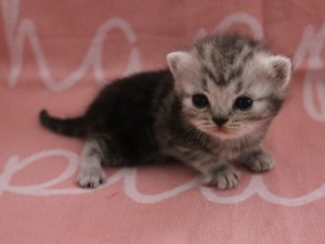 Best Catch Hope Moos