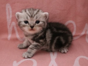 Best Catch Harvey Binky