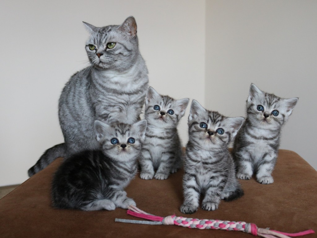 Nest H - 6 weken oud