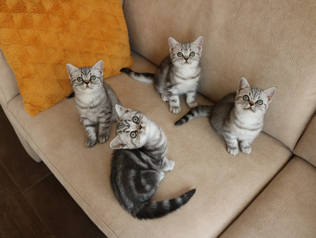 Nest H - 12,5 week oud