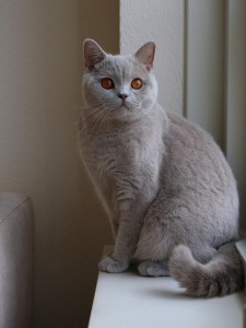 Best Catch Got2B Benthe (Benthe)