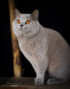 SC Pumba van het Woelige Leven