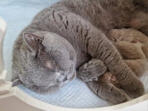 Maudi met kittens Nest I