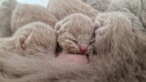 Kitten Nest I