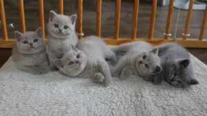 Kittens I nestje