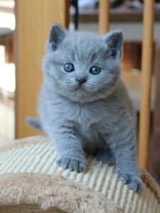 Best Catch Ivy Blue