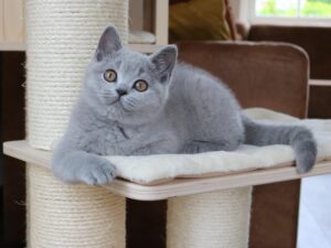 Best Catch Ivy Blue