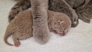 Kitten nest J