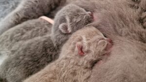 Kittens nest J