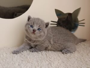 Best Catch Journey of love Jara