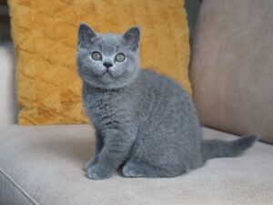 Best Catch Jamie Lee