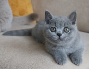 Best Catch Journey of love Jara