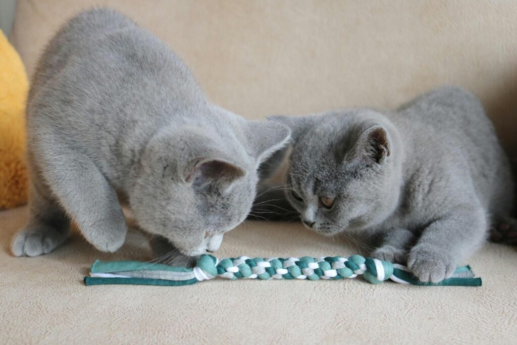 Kattenspeeltje | Duurzaam & Handgemaakt