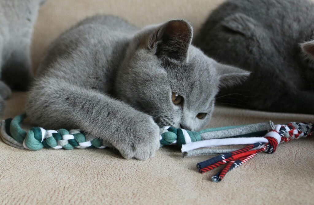Kattenspeeltje | Duurzaam & Handgemaakt