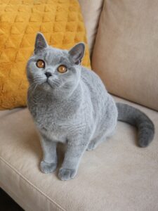 Best Catch Journey of love Jara