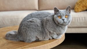 Best Catch Ivy Blue (Ivy)