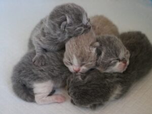Kittens nest K