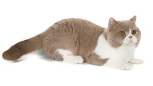 XxX van de Nijehoeve (Tripple)