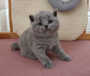 Kitten - Cattery Best Catch