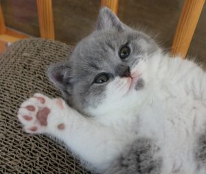 Kitten - Cattery Best Catch