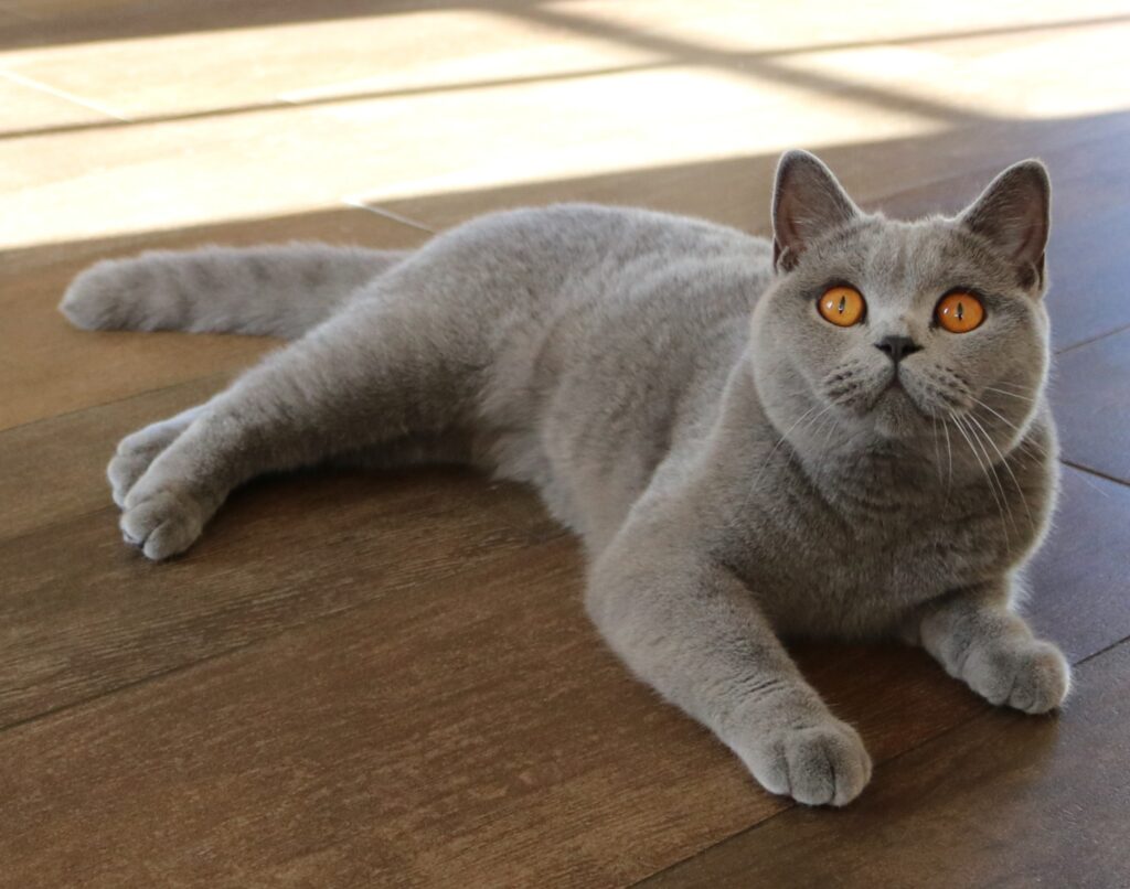 Best Catch Ivy Blue