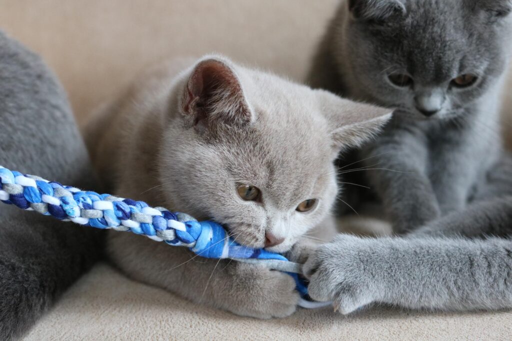 Kattenspeeltje | Duurzaam & Handgemaakt